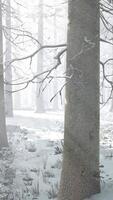 Fog in the forest on a cold winter cloudy day with first snow video