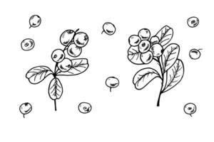 Cranberries on branches with leaves and single berries isolated illustration clip art. Etching drawing of cowberries for the design of invitation, patterns, advertising posters, food labels vector