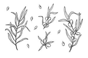 Sea buckthorn branches with leaves and single berries hand drawn illustration set painted by black inks. For food design, menu, patterns, greetings, package, label vector