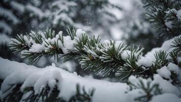 image space copy a as perfect needles with branch pine covered Snow. photo