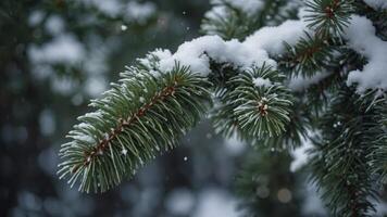 image space copy a as perfect needles with branch pine covered Snow. photo
