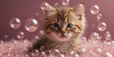 cute kitten tankes an banth with shanmpoo bubbles on pink banckground. photo
