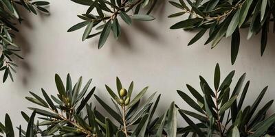 Flat lay of olive branches on a white surface with empty space viewed from above. photo