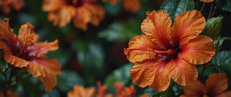 An array of tropical hibiscus in fiery reds and oranges. photo