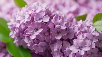 Close up macro lilac background Springtime. photo
