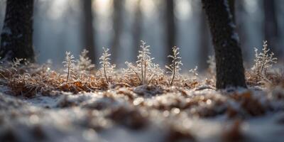 Ephemeral frozen forest landscape with the fleeting beauty of winter and its transient charm. photo
