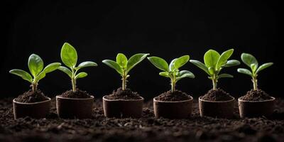 Five Green Seedlings in Peat Pots on Black Background. photo