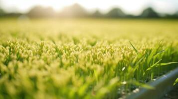 Rows upon rows of genetically modified crops line the fields of an extensive research and development farm, where experts are exploring new ways to enhance livestock feed and nutrition. photo
