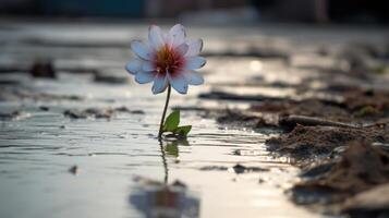 In the midst of the floods aftermath, a single, floating flower remains, a symbol of hope and resilience. photo
