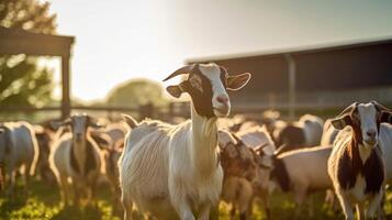A herd of sy goats grazing on a vast landscape, surrounded by stateoftheart barns and milking facilities. This largescale goat farm produces highquality milk and cheese, with a focus on photo