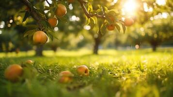 With precise planning and innovative techniques, an expansive orchard overflows with a highdensity of fruit trees, making the most out of every inch of space. photo