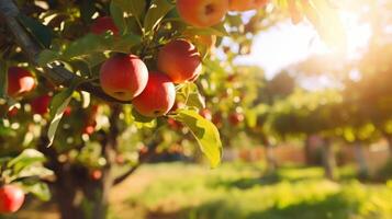 At the heart of the countryside lies a vibrant and bustling orchard, dotted with tightly spaced fruit trees that thrive in the efficient use of limited land. photo