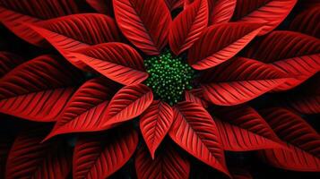 An upclose shot of a poinsettia fractal, revealing the complex and intricate nature of these geometric shapes formed through mathematical algorithms. photo