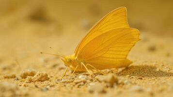 Closeup of a Cloudless Sulphur erfly its bright yellow wings covered in a thin layer of sand as it tries to find its way through the dizzying sandstorm photo