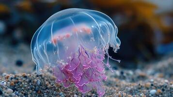 Closeup of a translucent jellyfish its bellshaped body pulsating with soft blue and pink hues against the sandy bottom of a tide pool photo