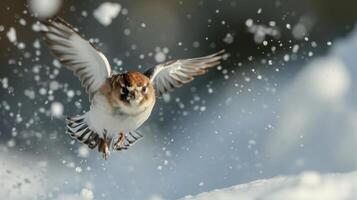 Closeup of a snow bunting caught in midair its eyes focused and determined as it navigates through the cold snowy environment photo