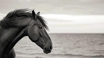 Closeup of the horses majestic head adorned with a flowing mane and a determined expression as it gazes out towards the endless expanse of ocean photo