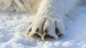 Closeup of the paw of an Arctic wolf its soft white fur blending seamlessly into the snowy ground beneath it photo