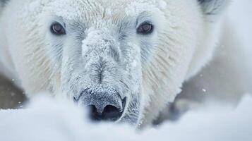 Closeup of a curious polar bear cub peering through the blowing snow its nose and whiskers frosted with icy crystals photo
