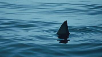 Closeup of a lone shark fin protruding from the calm waves a chilling reminder of the ominous creatures lurking beneath the surface photo
