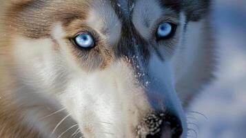 Closeup of an alert husky its piercing blue eyes glistening in the winter sunlight as tiny ice crystals begin to form on its thick white whiskers photo