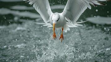 Closeup of a terns delicate webbed feet perfectly poised to enter the water and propel the bird back up to the surface after a successful dive photo