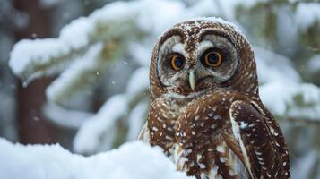 Closeup of a striking spotted owl its piercing yellow eyes gazing intently from its snowy perch in the forest photo