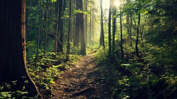 Time seems to stand still in this forest clearing, inviting you to slow down and tune into your true self. photo