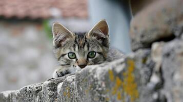 Closeup of a stray kitten with bright green eyes peeking out from behind a chimney on a rooftop its soft fur standing out against the harsh concrete photo