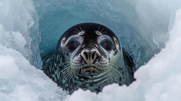 Closeup of a Weddell seal peeking out from a partially submerged ice hole its wet head and slick fur glistening in the light photo