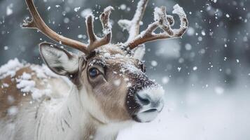 Closeup of a playful reindeer its head tilted back as it playfully nuzzles its furry face into a pile of freshly fallen snowflakes photo