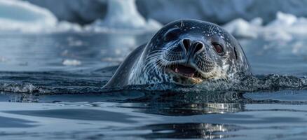 A partially submerged leopard seal appears to be smiling as it basks in the cold dark waters its head and impressive jaws visible just above the surface photo