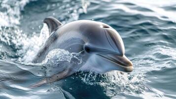 Closeup of a dolphins ear damaged by the constant barrage of loud and harmful noises in the ocean leading to hearing loss and reduced survival abilities photo