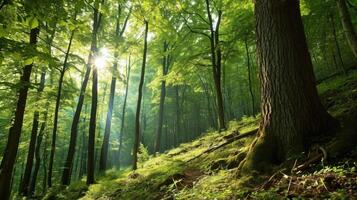 Feeling the vibrant energy of the forest all around you, filling you with vitality. photo
