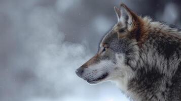 In this intimate shot we see the regal profile of a grey wolf its breath creating a fleeting but captivating visual in the chilly atmosphere photo