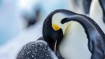 Closeup of a pair of Emperor penguins snuggled next to each other their heads tucked under their feathers as they brace against the frigid winds photo