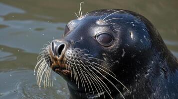 Closeup of the seals mouth slightly open in a relaxed grin its slick coat glistening in the sunlight and small droplets of water clinging to its whiskers from its recent di photo