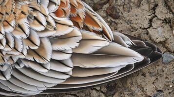 Closeup of a sandpipers intricate patterned feathers each one unique and perfectly adapted to blend in with the sandy shore photo