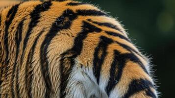 Closeup of a tigers tail usually a symbol of power and grace now marked with the harsh reality of poaching a grim indication of their diminishing numbers photo