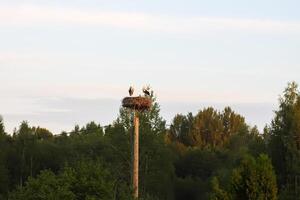 White stork feeding chicks on the nest on electrical pole photo