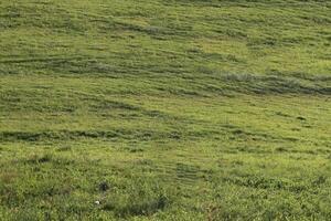 Green field at summer photo