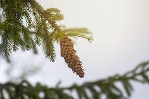 Wet branches of the spruce tree after the rain. Nature background. photo