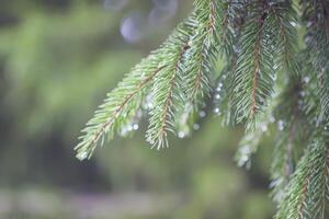 Wet branches of the spruce tree after the rain. Nature background. photo