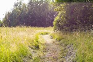 Footpath on summer field. photo