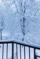 Snow-covered trees in urban park. photo