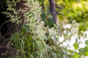 Summer nature details. Green grass and foliage in wet place near the wild lake in the forest. photo