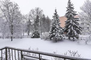 Snow-covered trees in urban park. photo