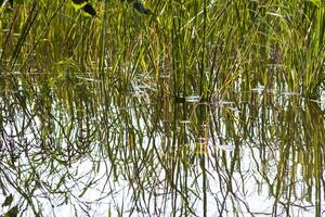 Summer nature details. Green grass and foliage in wet place near the wild lake in the forest. photo