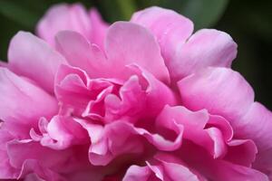 Beautiful fragrant flowers in summer garden. Pink peonies in full bloom. photo