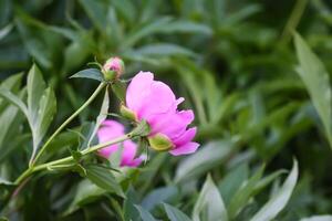 Beautiful fragrant flowers in summer garden. Pink peonies in full bloom. photo